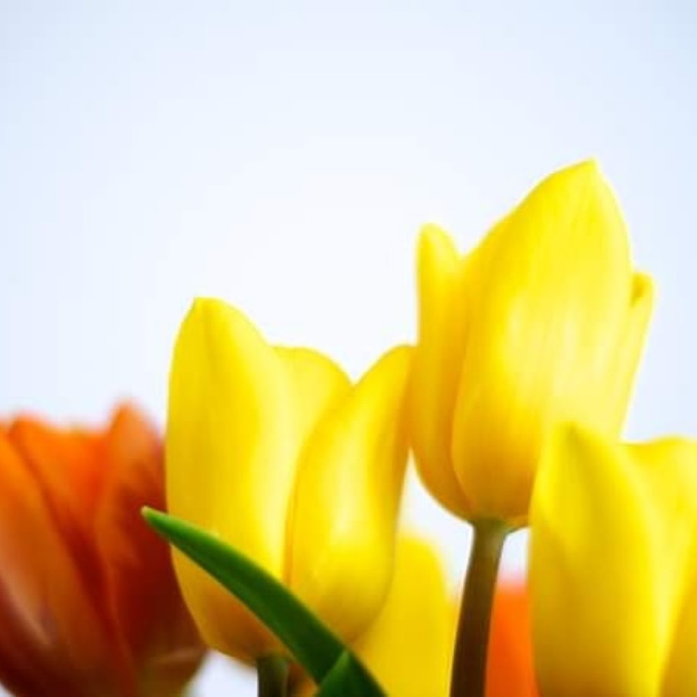 Meet your Posher, Wanda